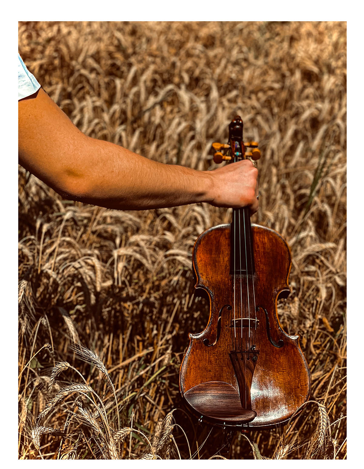 Morawetz Chinrest Violin 4/4 in Rosewood, ZK-4841R-LOW
