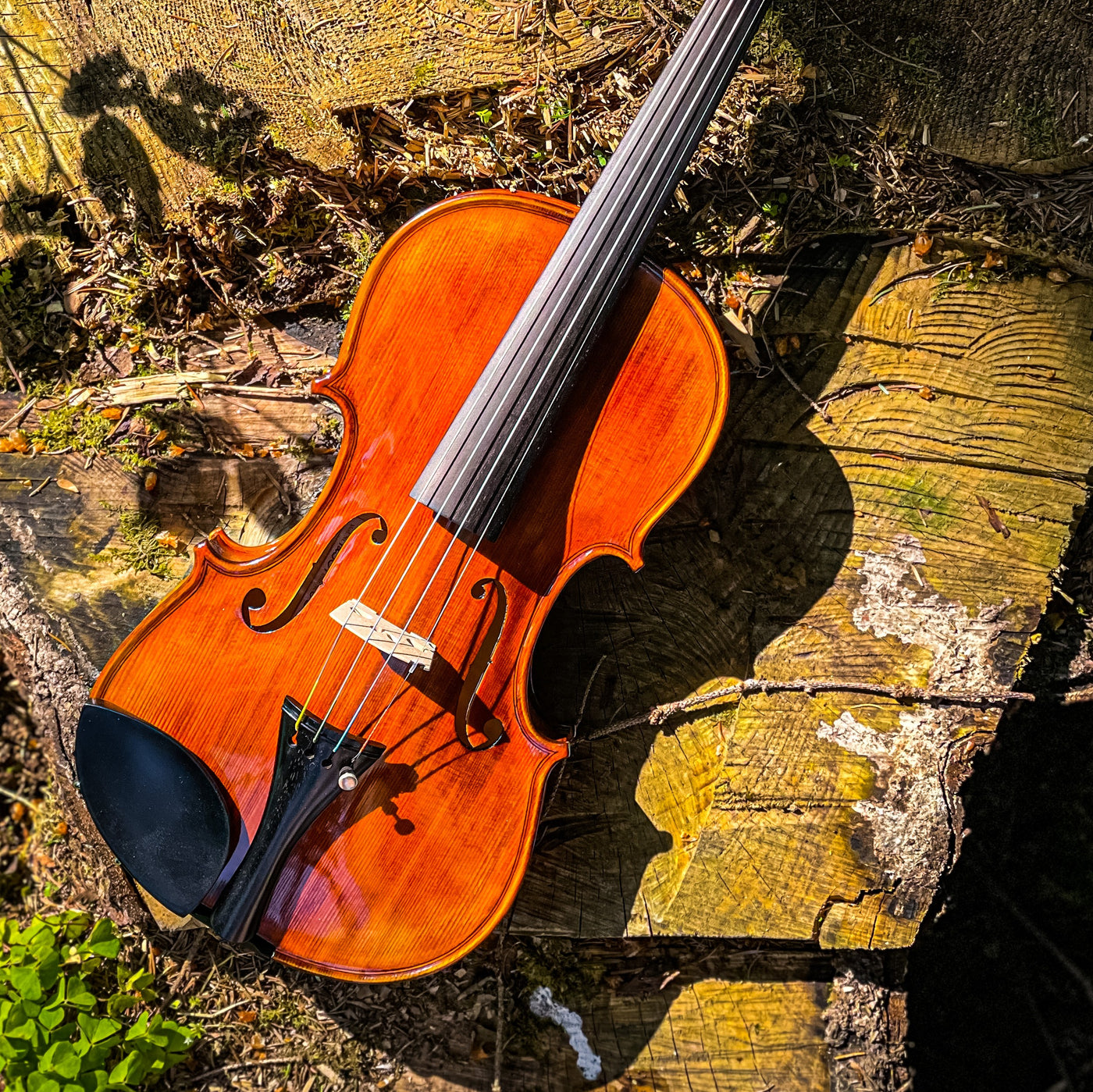 ❤ CONTEMPORARY Violin with a one-piece-maple back #125F CT