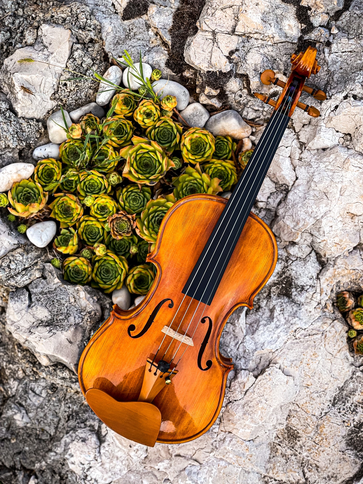 CANTONATE Violin #140 CA