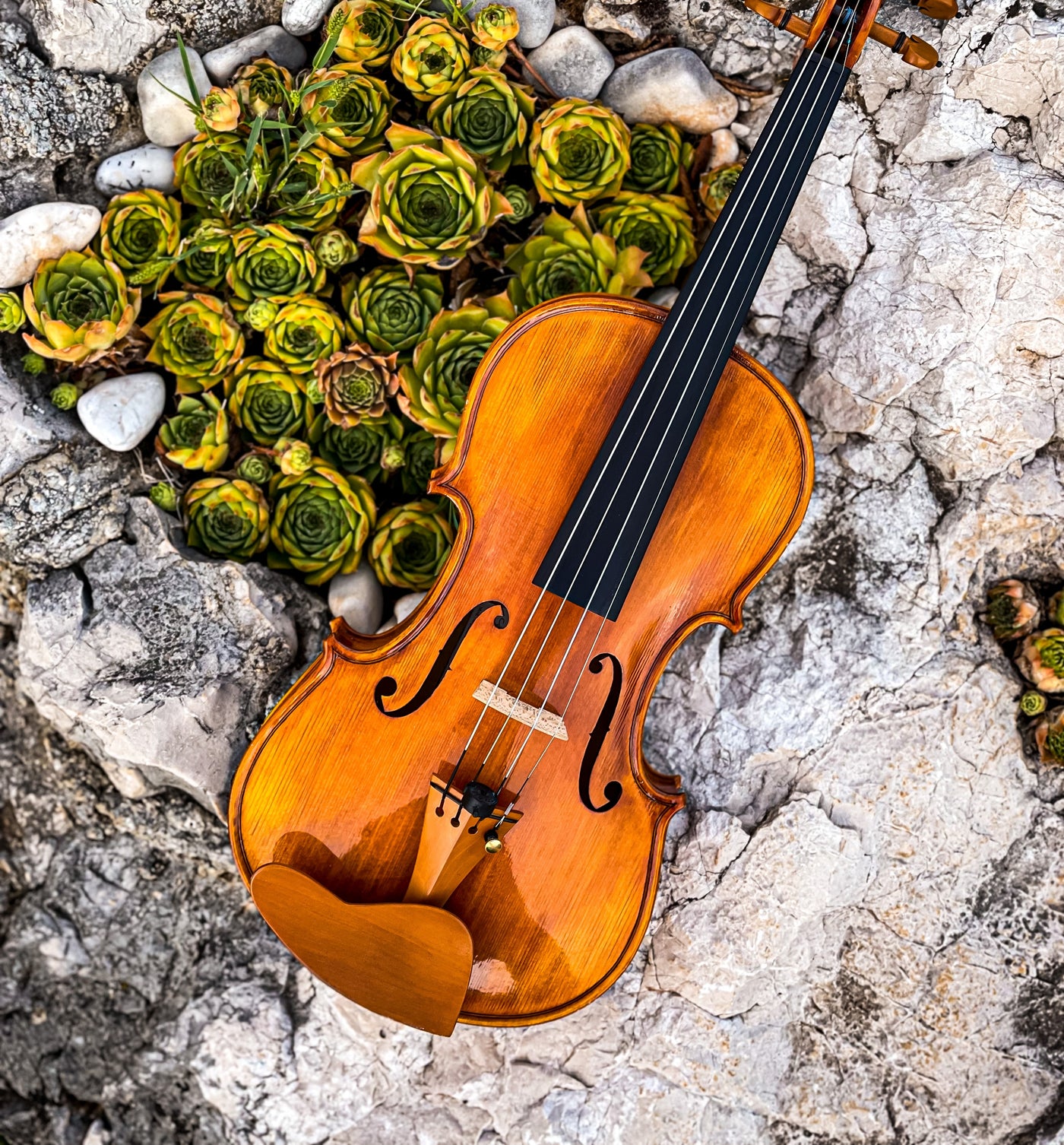 CANTONATE Violin #140 CA