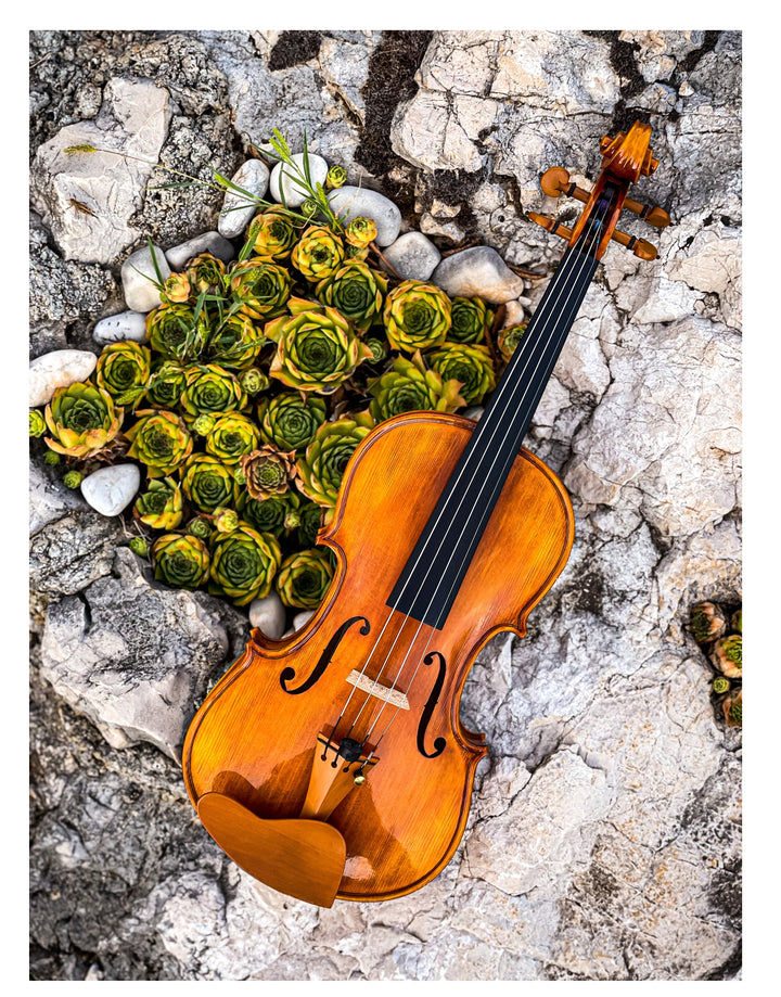 CANTONATE Violine 