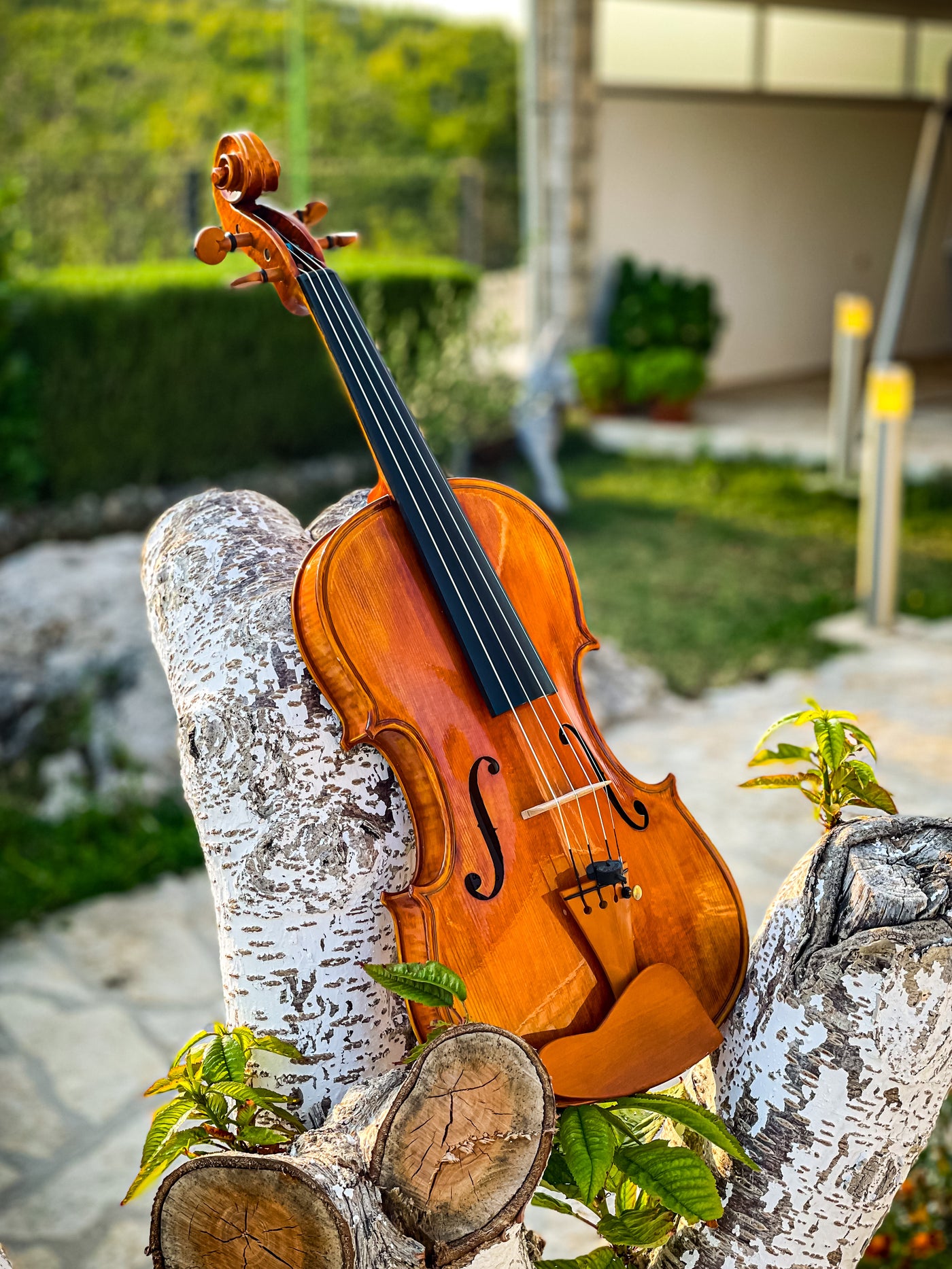 CANTONATE Violin #123 CA