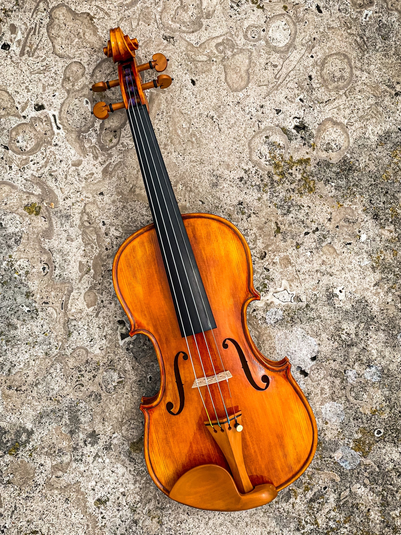 CANTONATE Violin #125F CA