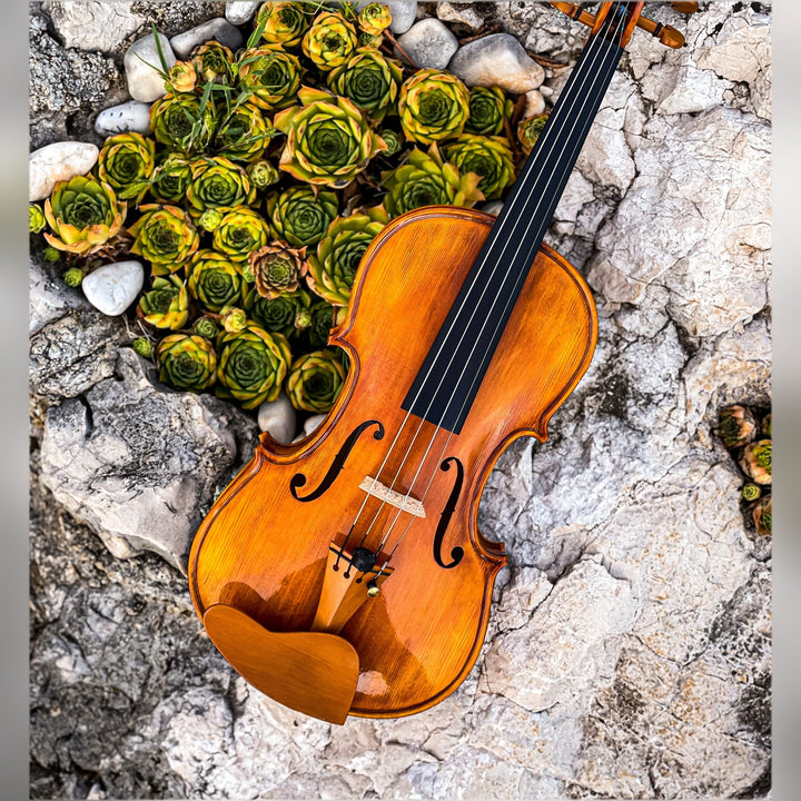 CANTONATE Violine 