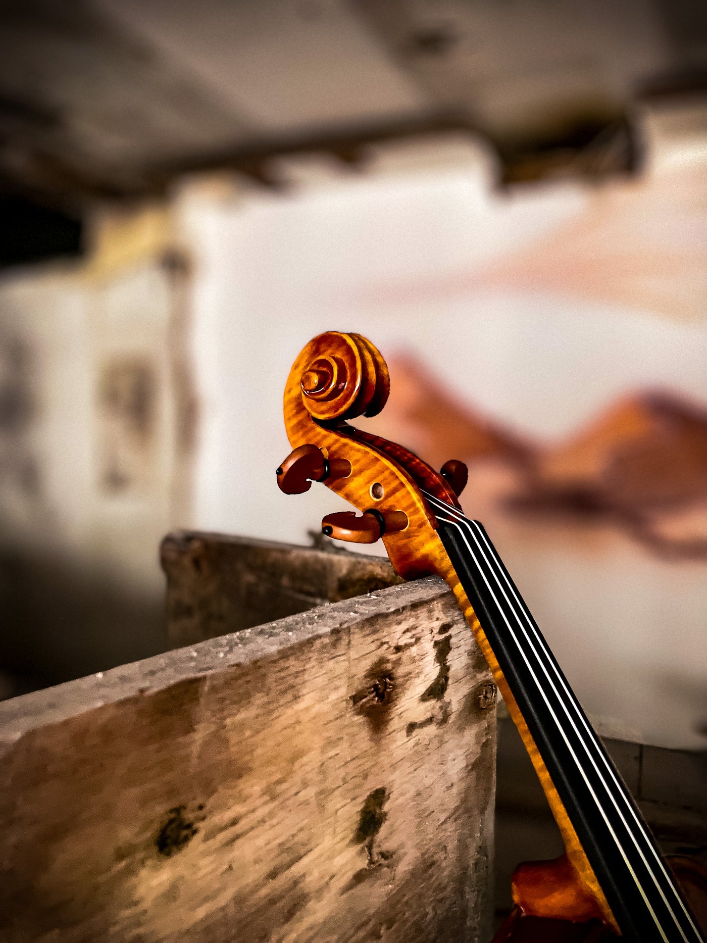 CANTONATE Violin #125F CA