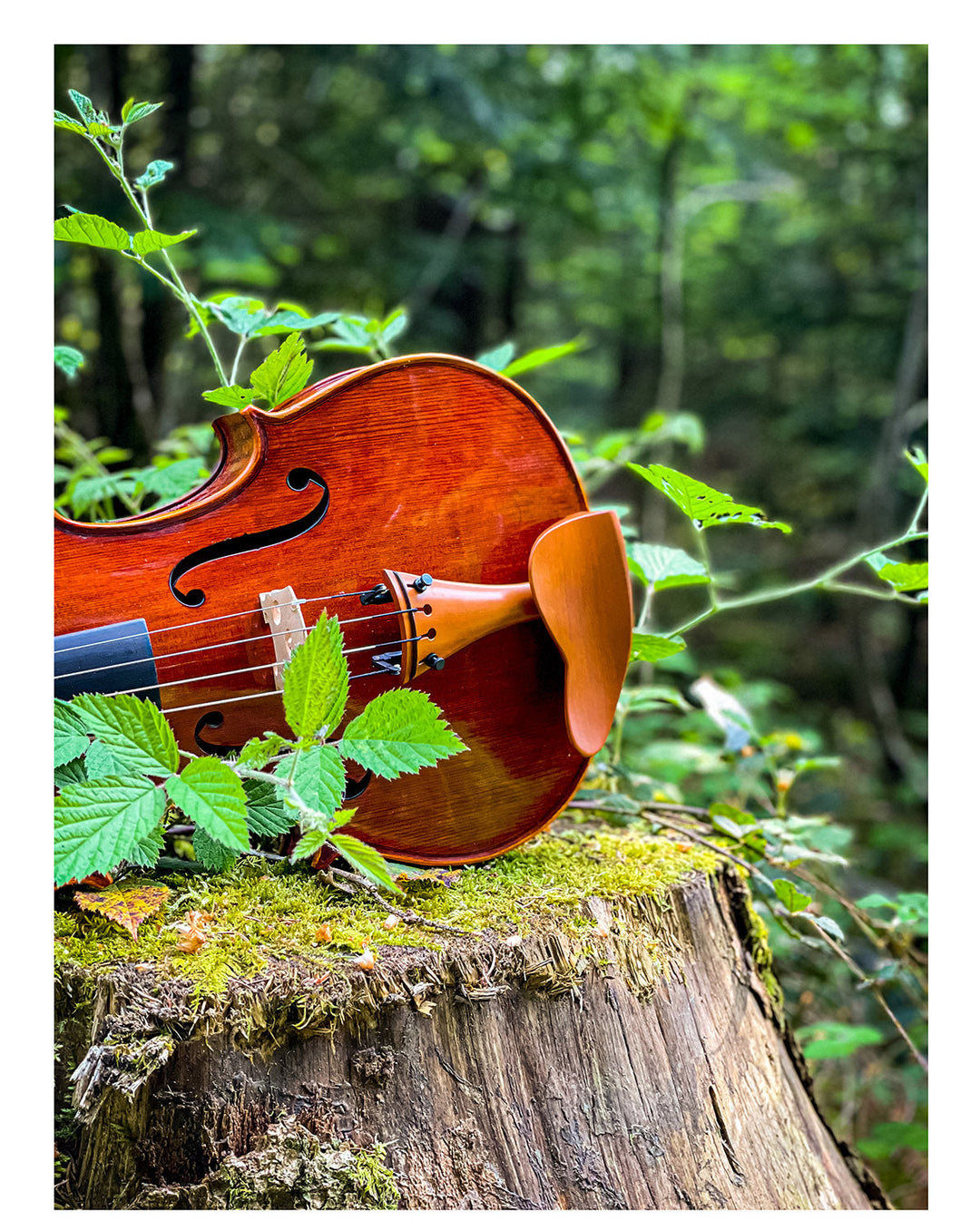 Saitenhalter Viola Buchsbaum, französische From, ZA-V328B-120 / ZA-V328B-125