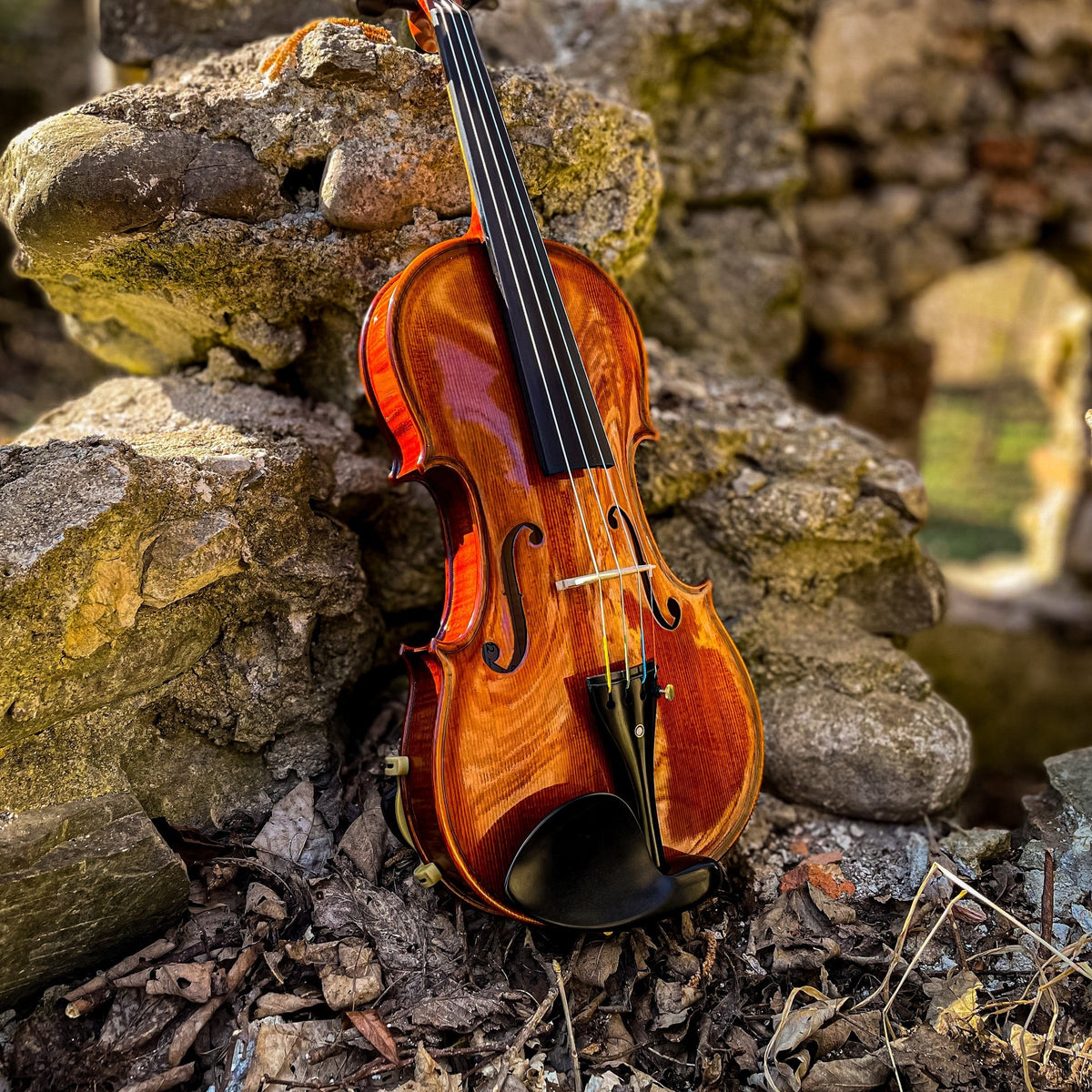 GOLDEN STATE Violine #136 GS, CG-136GS